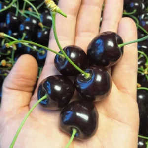 Black Cherry Tree Seedlings - 2 Bare Root Live Plants, 3-4 Ft Tall, Sweet Fruit, Hardy Outdoor - Image 6