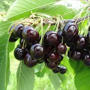 Black Cherry Tree Seedlings 3-4 Ft Tall Live Plant - Hardy Fruit Trees - Image 7