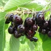 Black Cherry Trees - Live Fruit Tree, 3-4 ft Tall, Hardy, Outdoor (2-Pack) - Image 1