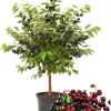 Black Cherry Trees Live Plants, 1-1.5 ft Tall, Bareroot, Hardy Fruit & Shade - Image 1