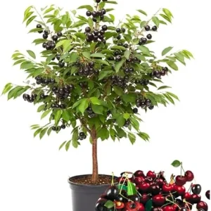 Black Cherry Trees Live Plants, 1-1.5 ft Tall, Bareroot, Hardy Fruit & Shade - Image 5
