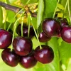 Black Cherry Trees Live Plants, 2-Pack, 1-1.5 Ft Tall, Bare Root, Cold Hardy - Image 1