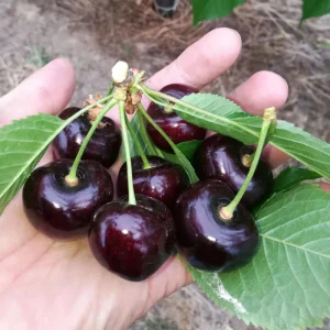Black Cherry Trees Live - Set of 2, 3-4 ft Tall, Hardy Sweet Cherry Bare Root Plant - Image 5