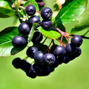Black Chokeberry Live Plant – Aronia Berry Shrub 6-12 Inch Tall – Zones 3-8 - Image 2