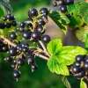 Black Currant Bush Live Plant - 1 Year Old Sweet Berry Shrub, 5-9 inches Tall, USDA Zones 3-8, Outdoor Fruit Plant - Image 1