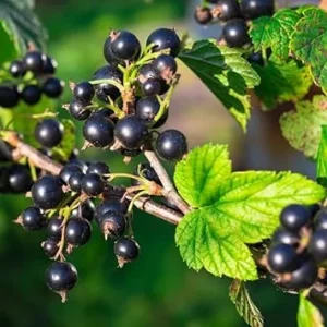Black Currant Bush Live Plant - 1 Year Old Sweet Berry Shrub, 5-9 inches Tall, USDA Zones 3-8, Outdoor Fruit Plant - Image 7