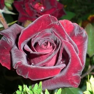 Black Deep Red Climbing Rose Live Plant Bare Root - 7-12 Inch Tall, Cold Hardy Outdoor Rose Bush - Image 2