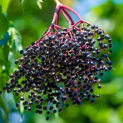 Black Elderberry Live Plant - 2-3 Feet Tall Hardy Berry Shrub Outdoor - Image 4
