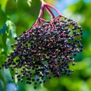 Black Elderberry Live Plant - 2-3 Feet Tall Hardy Berry Shrub Outdoor - Image 7