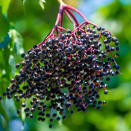 Black Elderberry Live Plant - 2-3 Feet Tall Hardy Berry Shrub Outdoor - Image 7