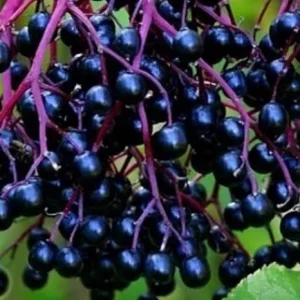 Black Elderberry Live Plant - 5-9 Inch Tall Perennial Fruit Bush, Cold Hardy - Image 6