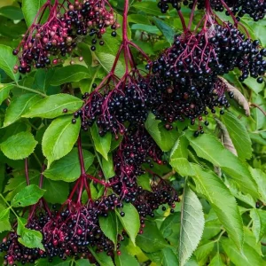 Black Elderberry Live Plant – 5-9 Inches Tall Bush – Ready for Growing – Outdoor - Image 2