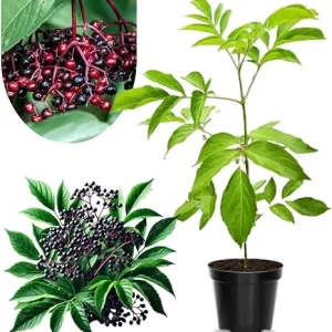 Black Elderberry Plant Live - 2-3 Ft Tall, 2 Year Old, Dormant, Cold Hardy Bush - Image 4