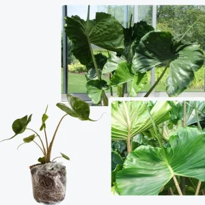 Black Elephant Ear Live Plant - Colocasia Esculenta Taro - Indoor/Outdoor - Image 1