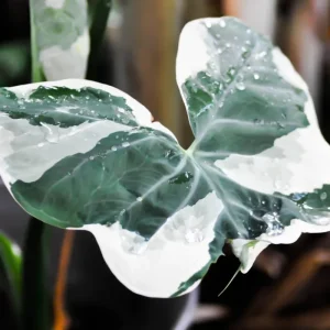 Black Elephant Ear Live Plant - Colocasia Esculenta Taro - Indoor/Outdoor - Image 3