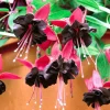 Black Fuchsia Live Plant - 5-Inch Pot, Hanging Basket Flower for Shade Gardens, USDA Zones 8-11 - Image 1