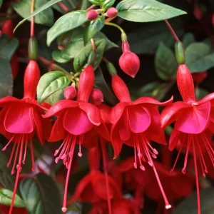Black Fuchsia Live Plant - 5-Inch Pot, Hanging Basket Flower for Shade Gardens, USDA Zones 8-11 - Image 2