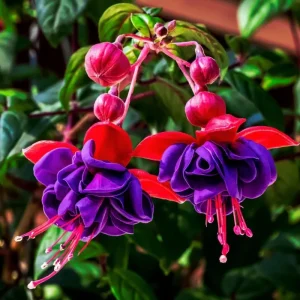 Black Fuchsia Live Plant - 5-Inch Pot, Hanging Basket Flower for Shade Gardens, USDA Zones 8-11 - Image 4