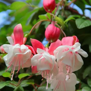 Black Fuchsia Live Plant - 5-Inch Pot, Hanging Basket Flower for Shade Gardens, USDA Zones 8-11 - Image 5