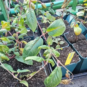 Black Fuchsia Live Plant - 5