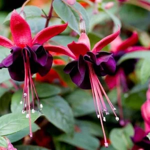 Black Fuchsia Live Plant - 5