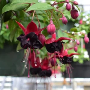 Black Fuchsia Live Plant - 5