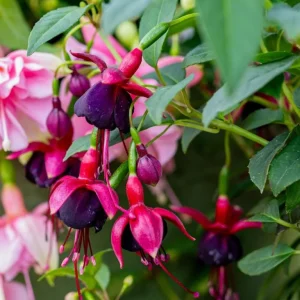 Black Fuchsia Live Plant - 5