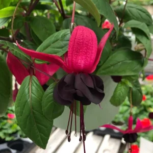 Black Fuchsia Live Plant - 5