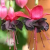 Black Fuchsia Live Plant - 5" Pot, Red & Purple Blooms, Attracts Hummingbirds, Outdoor Shrub - Image 1
