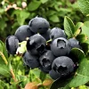 Black Huckleberry Bushes Live Plant Set - 2 Pack, 4-6 Inches Tall, Sweet Berries, Dormant - Image 1