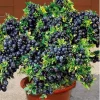 Black Huckleberry Bushes Live Plants - 2 Pack, 4-6 Inch Tall in 4 Inch Pot - Image 1