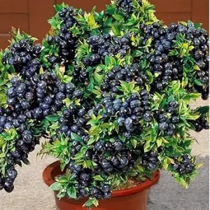Black Huckleberry Bushes Live Plants - 2 Pack, 4-6 Inch Tall in 4 Inch Pot - Image 3