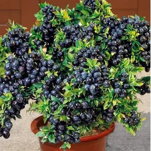 Black Huckleberry Bushes Live Plants - 2 Pack, 4-6 Inch Tall in 4 Inch Pot - Image 6