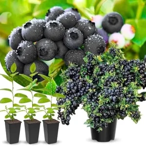 Black Huckleberry Trees Live Plants - 2 Pack, 4-6 Inch Tall, Dormant, in 4 Inch Pot - Image 2