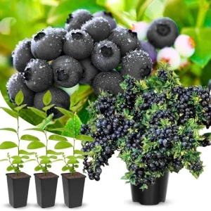 Black Huckleberry Trees Live Plants - 2 Pack, 4-6 Inch Tall, Dormant, in 4 Inch Pot - Image 4