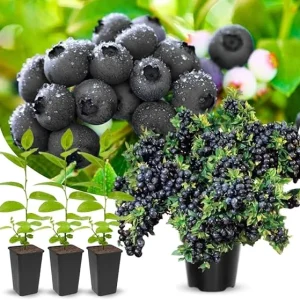 Black Huckleberry Trees Live Plants - 2 Pack, 4-6 Inch Tall, Dormant, in 4 Inch Pot - Image 7