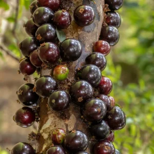 Black Jaboticaba Live Fruit Tree - Brazilian Jabuticaba, 1 Foot Tall - Image 3