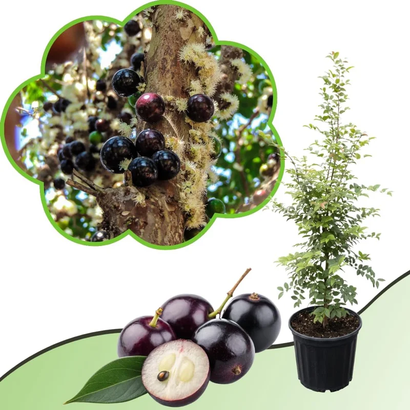 Black Jaboticaba Live Fruit Tree - Brazilian Jabuticaba, 1 Foot Tall - Image 4