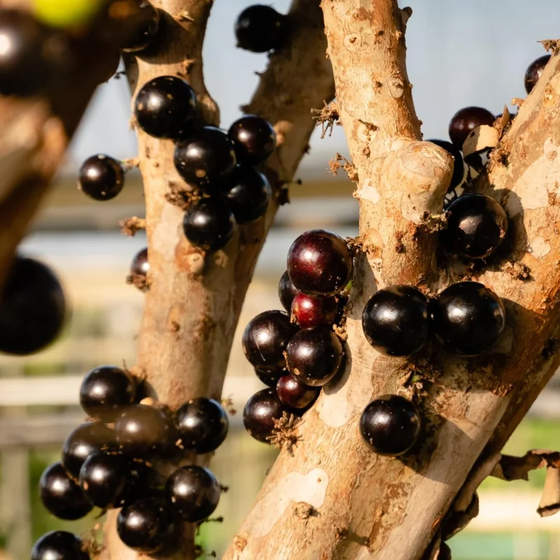 Black Jaboticaba Live Fruit Tree - Brazilian Jabuticaba, 1 Foot Tall - Image 7