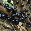 Black Jaboticaba Live Fruit Tree - Brazilian Jabuticaba, 1 Foot Tall - Image 1