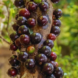 Black Jaboticaba Tree Live Plant - 1 Foot Tall Brazilian Grapetree - Image 3