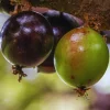 Black Jaboticaba Tree Live Plant - 1 Foot Tall, Brazilian Grapetree - Image 1
