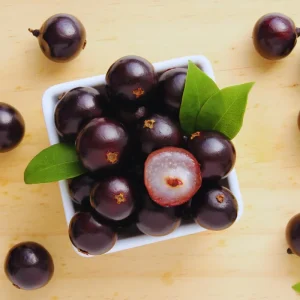 Black Jaboticaba Tree Live Plant - 1 Foot Tall Fruit Tree for Gardening - Image 2