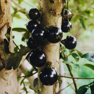 Black Jaboticaba Tree Live Plant - 1 Foot Tall Fruit Tree for Gardening - Image 5