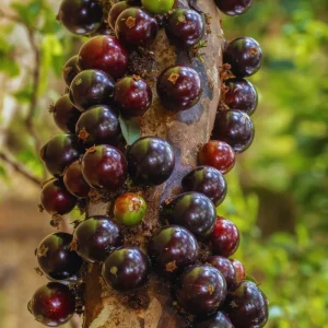 Black Jaboticaba Tree Live Plant - 1 Foot Tall Fruit Tree for Gardening - Image 1