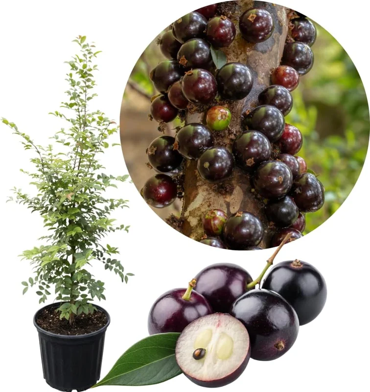 Black Jaboticaba Tree Live Plant - Sweet Fruit, 1 Foot Tall, Outdoor - Image 2