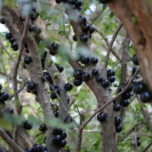 Black Jaboticaba Tree Live Plant - Sweet Fruit, 1 Foot Tall, Outdoor - Image 3