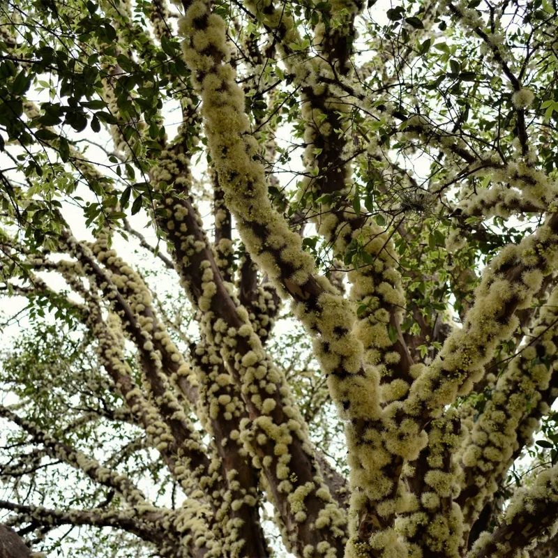 Black Jaboticaba Tree Live Plant - Sweet Fruit, 1 Foot Tall, Outdoor - Image 4