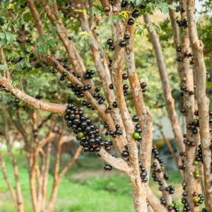 Black Jaboticaba Tree Live Plant - Sweet Fruit, 1 Foot Tall, Outdoor - Image 5