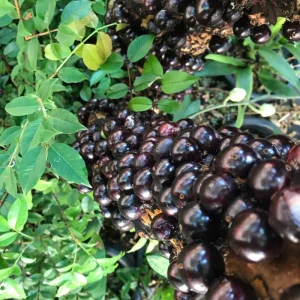 Black Jaboticaba Tree Live Plant - Sweet Fruit, 1 Foot Tall, Outdoor - Image 6